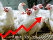 کوئٹہ میں مرغی کے گوشت کی قیمتوں میں ہوشربا اضافہ