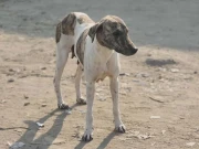 پنجاب میں آوارہ کتوں کی بڑھتی ہوئی آبادی شہری تحفظ اور جانوروں کے حقوق کیلئے سنجیدہ چیلنج