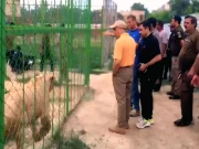 پنجاب میں غیرقانونی طور پر رکھے گئے شیروں اور دیگر خطرناک جانوروں کےخلاف کریک ڈاؤن شروع