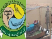 پالتو جانوروں کے ساتھ بے رحمی کرنے والوں کے خلاف کارروائیاں شروع