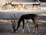 جھنگ کے وائلڈ لائف پارک سے 3 قیمتی ہرن چوری