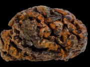 موت کے بعد انسانی دماغ کتنے عرصے تک محفوظ رہتا ہے، جان کر حیران رہ جائیں گے