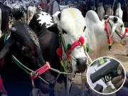 کراچی؛ مسلح ڈاکوؤں کا باڑے میں دھاوا، قربانی کے 7 جانور چھین کر فرار