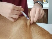 کلفٹن اور ڈیفنس کے شہریوں کو آوارہ کتوں کے خراب اثرات سے بچانے کیلئے نیا طریقہ متعارف