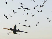 طیاروں سے پرندے ٹکرانے کے واقعات میں کمی، اعداد و شمار جاری
