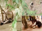 بھارتی لنگور سرحد پار کرکے پاکستان پہنچ گیا، بہاولنگر چڑیا گھر منتقل