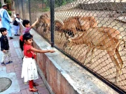 لاہور چڑیا گھر میں سیاحوں کی دلچسپی دوبارہ بڑھنے لگی، آمدن میں ریکارڈ اضافہ