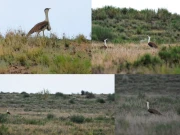 صحرائے چولستان میں نایاب نسل کے پرندے بھکھڑ کی آبادی میں اضافہ