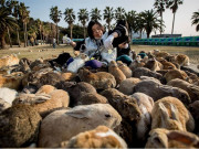 خرگوشوں کا جزیرہ