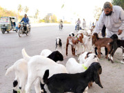 سبزی منڈی کے تاجروں کا کوئی پرسان حال نہیںامان اللہ محسود 