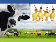 گائے کی دستک اور پراٹھا خور بطخے ’’ducklings‘‘