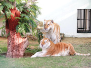 پنجاب میں شیر، چیتا، جگوار اور تیندوا  رکھنے والوں کو  30 دن میں جانوروں کو ڈیکلئیر کرنے کا حکم