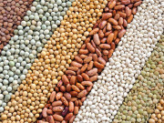 غذائیت سے بھرپور لوبیا اور پھلیاں