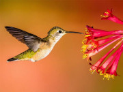 ہمنگ برڈ اپنےطاقتور دل کی وجہ سے تیزی سے بازو ہلاتی ہے