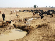 بلوچ چرواہے