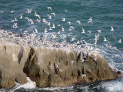 پاکستان کا سب سے بڑا جزیرہ اسٹولا