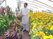 شجر کاری مہم ایک سودمند منصوبہ مگر۔۔۔     