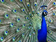 تھرپارکر میں رانی کھیت سے مزید 17 مور ہلاک