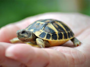 خیال رکھیے کچھوا زندگی کی دوڑ نہ ہار جائے