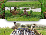 پاکستانیوں سے چھوٹتا زراعت کا پیشہ