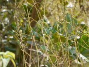 آکاس بیل عشق پیچاں اور طفیلی