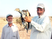 دبئی کے شیخ نے200 تلورمحکمہ جنگلی حیات کو تحفے میں دیدیے   