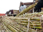 گنے کے کاشتکاروں کے مسائل اور احتجاجی مظاہرے