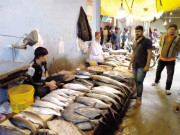 کراچی فش ہاربر اتھارٹی میں کرپشن مالی و انتظامی بے ضابطگیاں بڑھ گئیں