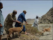 تلوبند کمیونٹی گیم ریزرو