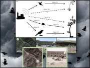 صوتی آلودگی پرندوں پر بھی اثرانداز