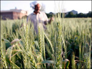 کیا مظلومیت ہی پاکستانی کسان کا مقدر ہے