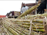 گنے کی خریداری کا مسئلہ مسابقتی کمیشن نے نوٹس لے لیا