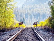 جاپان میں ریل گاڑیاں ’ بھونکیں ‘ گی 