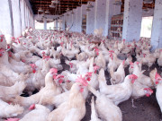 زیریں سندھ میں رانی کھیت سے ہزاروں مرغیاں ہلاک 