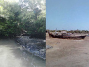 کلمت مینگرووز جنگلات کی جنت