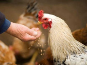 خوش نصیب ککڑ