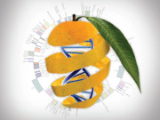 پاکستانی ماہرین نے آم کے ذائقے خوشبو اور رنگت کے جینیاتی راز دریافت کرلیے