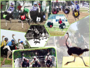 شتر مرغ دوڑ کھیلوں کی دنیا میں ایک منفرد پہچان