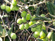 پوٹھوہار کو وادی زیتون بنانے کیلیے 2 ارب 79 کروڑ سے 5 سالہ منصوبہ شروع