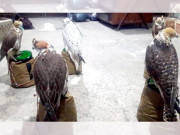 دبئی سے کراچی اسمگل کیے گئے نایاب نسل کے 5 باز ڈی پورٹ