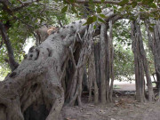 پاکستان میں برگد کا سب سے بڑا اور قدیم ترین درخت