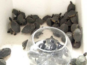 لیاقت آباد کی پرندہ مارکیٹ پر چھاپہ 154 کچھوے ضبط