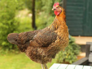 اسٹالن کے مرغے