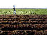 مسابقتی کمیشن نے 2 کھاد کمپنیوں پر 864 ارب روپے جرمانہ کردیا    