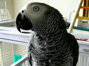 کراچی کے نوجوان نے اسمارٹ پنجرہ متعارف کرادیا