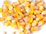 پاکستان میں معیاری پروٹین مکئی کے بیج متعارف