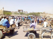 بکراپیڑی پر گدھوں کی روایتی منڈی دوبارہ آباد ہوگئی