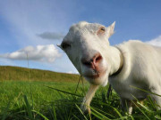 پاکستانی جمہوریت کی کہانی آوارہ بکرے کی زبانی