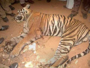 لاہور کی  ایک اور شیرنی دم توڑ گئی