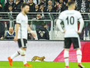 فٹبال میچ کے دوران بلی کی وجہ سے کھیل روکنا پڑ گیا